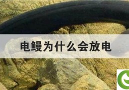 电鳗为什么会放电(电鳗为什么会放电电压)